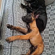 Arkos participe au concours pour gagner de l'argent avec cette photo : animal, black_dog, blanket, brown_dog, comfort, companions, couch, dog, ears, fur, home, indoor, laying_down, looking, paws, pets, relaxation, resting, side_by_side, two_dogs