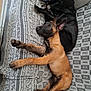 animal, black_dog, blanket, brown_dog, comfort, companions, couch, dog, ears, fur, home, indoor, laying_down, looking, paws, pets, relaxation, resting, side_by_side, two_dogs