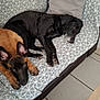 black_dog, blanket, brown_dog, canine, companion, couch, dog, ears, floor_tiles, fur, home, indoor, lying_down, patterned_blanket, paw, pet, pillow, relaxed, resting, snout
