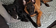 Arkos a rejoint le concours — aidez-le/la à gagner de superbes lots ! animal, black_dog, brown_dog, canine, companion, couch, cute, dog, domestic_animal, floor, furniture, indoor, laying_down, living_room, looking_at_camera, pets, resting, snuggling, tile_floor, two_dogs