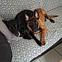 animal, black_dog, brown_dog, canine, companion, couch, cute, dog, domestic_animal, floor, furniture, indoor, laying_down, living_room, looking_at_camera, pets, resting, snuggling, tile_floor, two_dogs