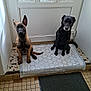 animal, black_dog, brown_dog, companions, dog, door, front_door, glass, home, indoor, leash_hook, mat, obedient, pet, puppy, quiet, shoes, sitting, tiled_floor, window