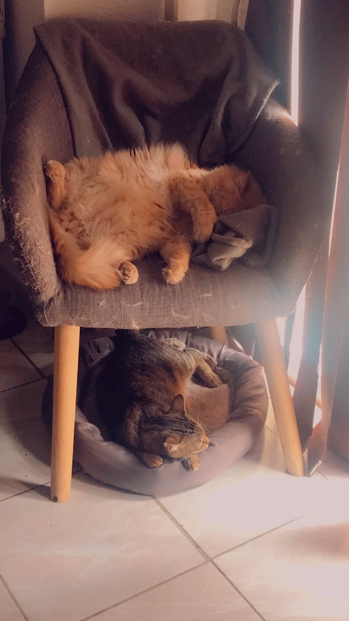 Noah participe au concours pour gagner de l'argent avec cette photo : canidae, carnivore, cat, chow_chow, companion_dog, fawn, felidae, fur