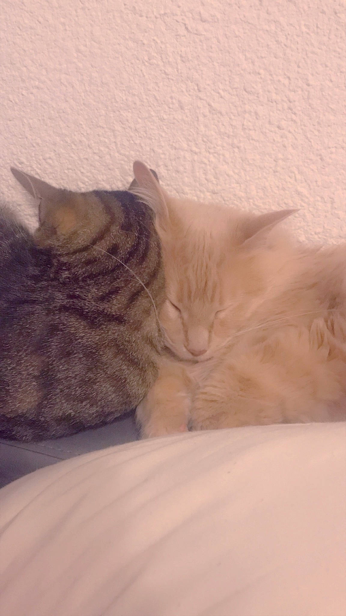 Noah participe au concours pour gagner de l'argent avec cette photo : asian, british_semi_longhair, british_shorthair, burmilla, carnivore, cat, domestic_short_haired_cat, fawn, felidae, fur, kitten, mammal, nap, ragdoll, sleep, small_to_medium_sized_cats, whiskers