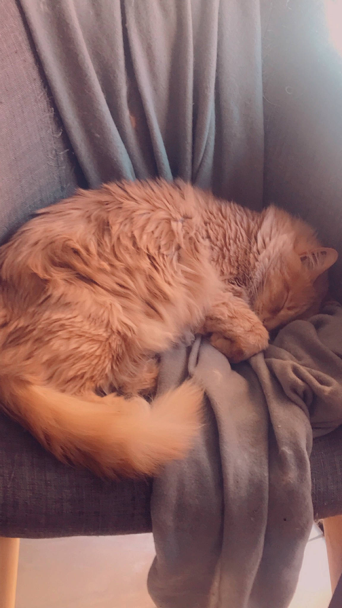 Noah a rejoint le concours — aidez-le/la à gagner de superbes lots ! british_longhair, carnivore, cat, fawn, felidae, fur, nap, sleep, small_to_medium_sized_cats, whiskers