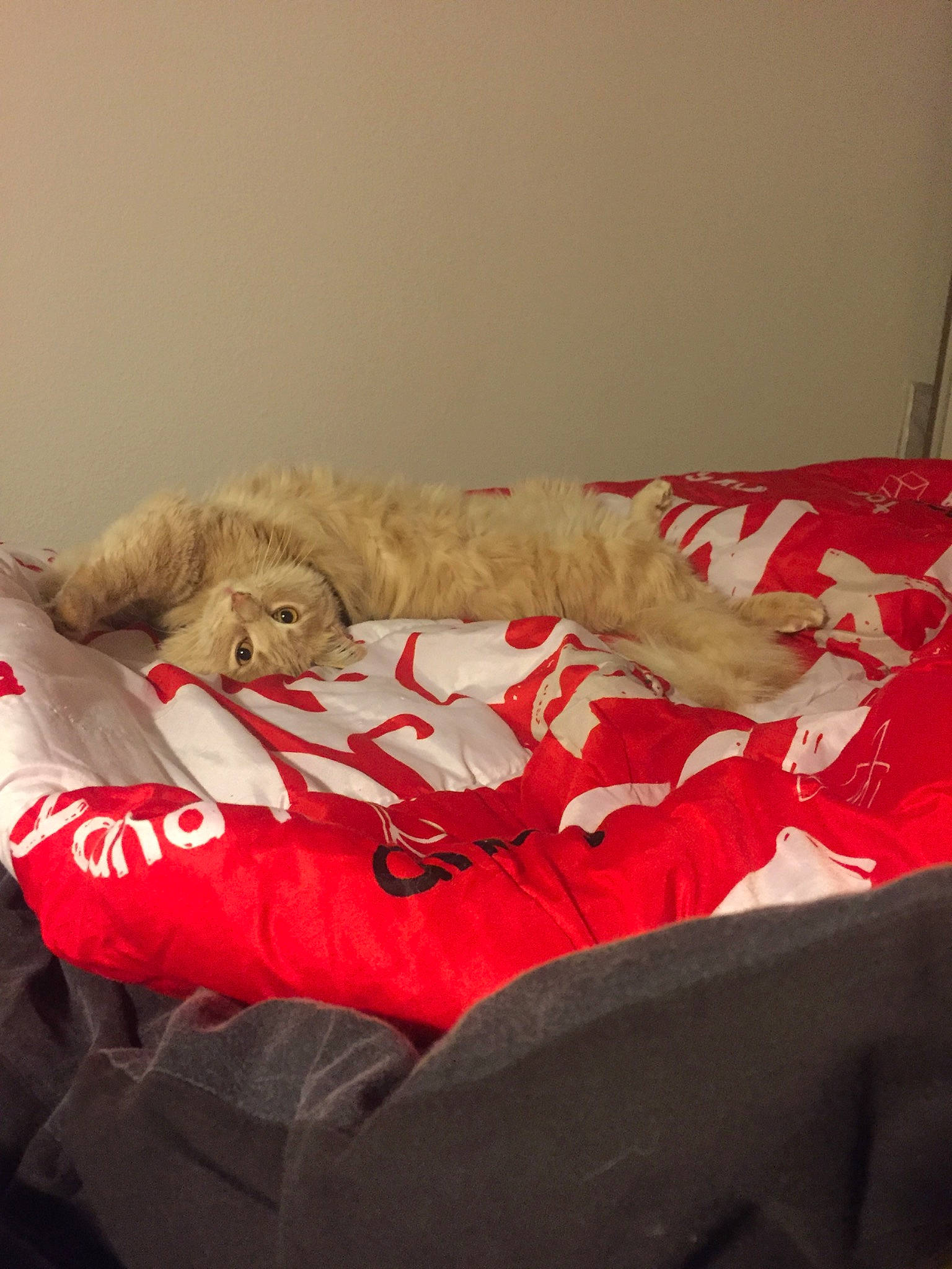 Noah a rejoint le concours — aidez-le/la à gagner de superbes lots ! bed, bed_sheet, bedroom, canidae, carnivore, cat, comfort, furniture, linens, nap, room, sporting_group