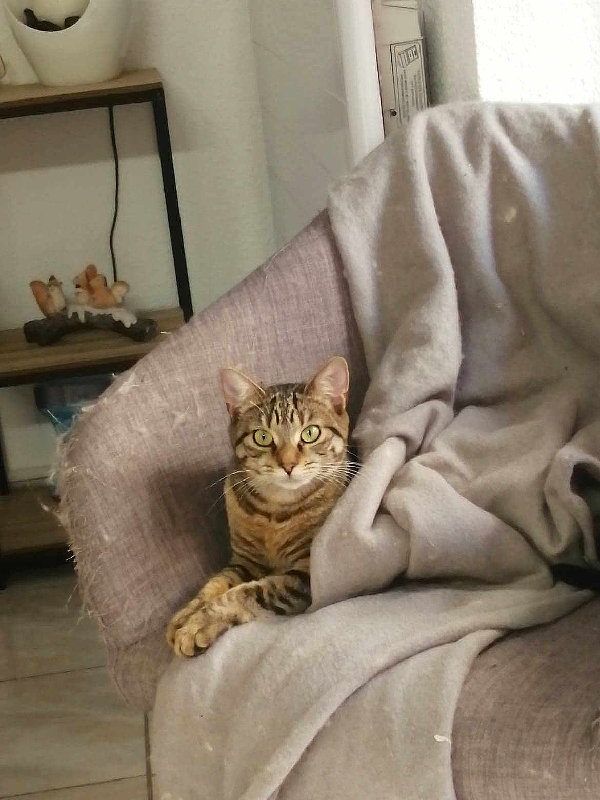 Mya participe au concours pour gagner de l'argent avec cette photo : american_shorthair, asian, australian_mist, bengal, carnivore, cat, chausie, comfort, domestic_short_haired_cat, dragon_li, european_shorthair, felidae, fur, kitten, ocicat, pixie_bob, room, small_to_medium_sized_cats, tabby_cat, whiskers