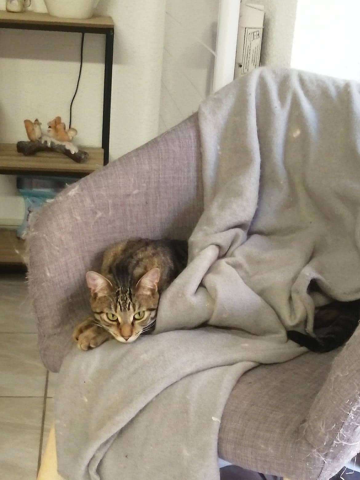 Mya participe au concours pour gagner de l'argent avec cette photo : american_shorthair, asian, bengal, burmilla, carnivore, cat, comfort, domestic_short_haired_cat, dragon_li, european_shorthair, fawn, felidae, fur, furniture, kitten, nap, ocicat, small_to_medium_sized_cats, tabby_cat, whiskers