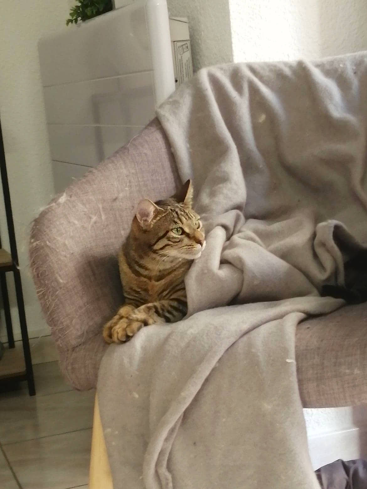 Mya a rejoint le concours — aidez-le/la à gagner de superbes lots ! american_shorthair, asian, australian_mist, bengal, carnivore, cat, comfort, domestic_short_haired_cat, dragon_li, european_shorthair, fawn, felidae, fur, ocicat, pixie_bob, room, small_to_medium_sized_cats, sokoke, tabby_cat, whiskers