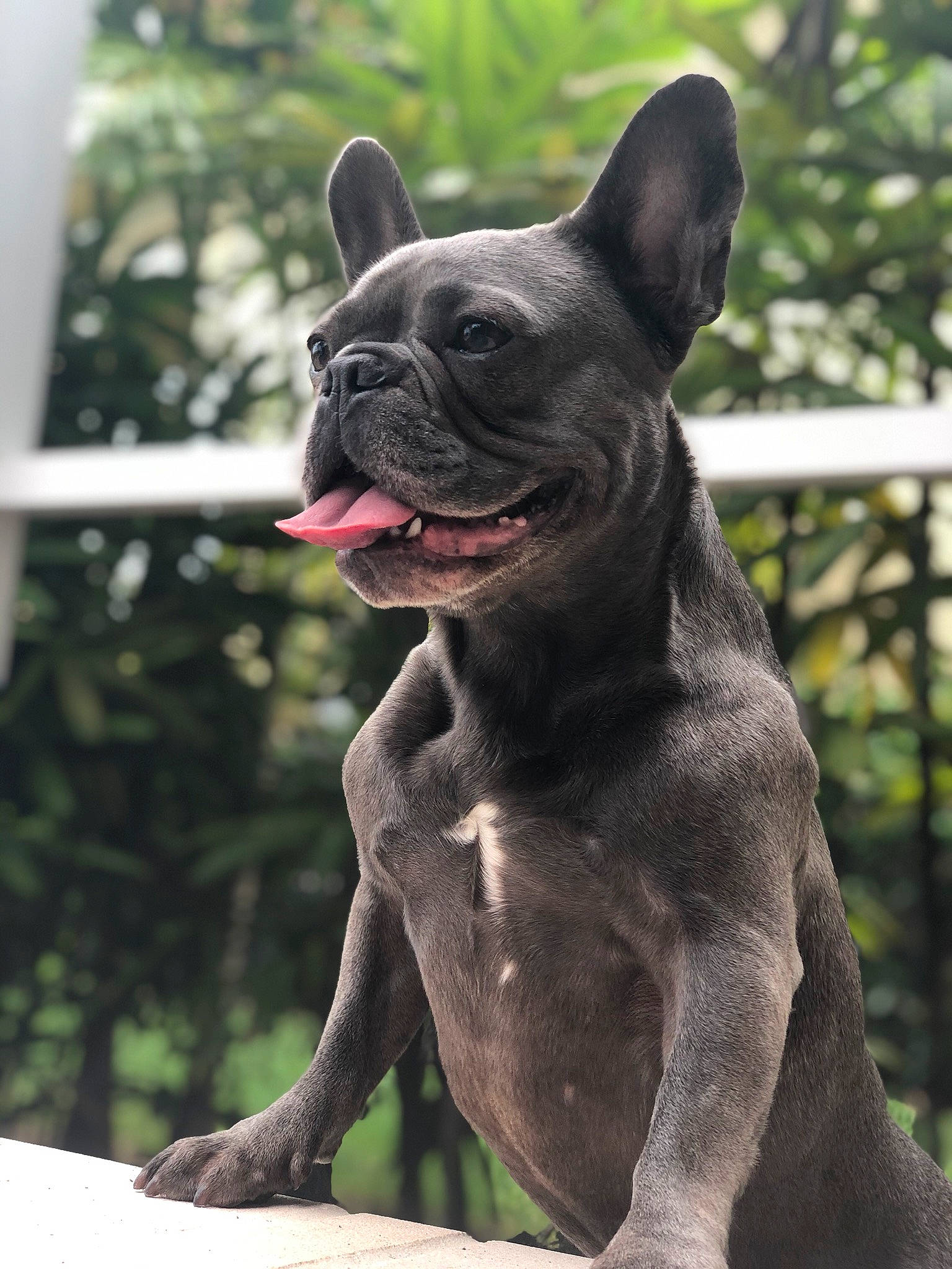 Bean is registered to the contest to win money with this photo: ancient_dog_breeds, canidae, carnivore, companion_dog, dog, dog_breed, fawn, french_bulldog, mammal, molosser, non_sporting_group, rare_breed_dog, snout, toy_bulldog, vertebrate