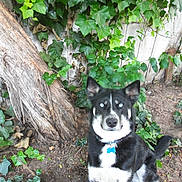 Skar joined the competition — help win amazing prizes! dog, black_and_white, blue_eyes, sitting, ivy, green_leaves, garden, outdoor, tree_trunk, fence, soil, pet, canine, collar, nature, animal, alert, fur, watchful, daylight