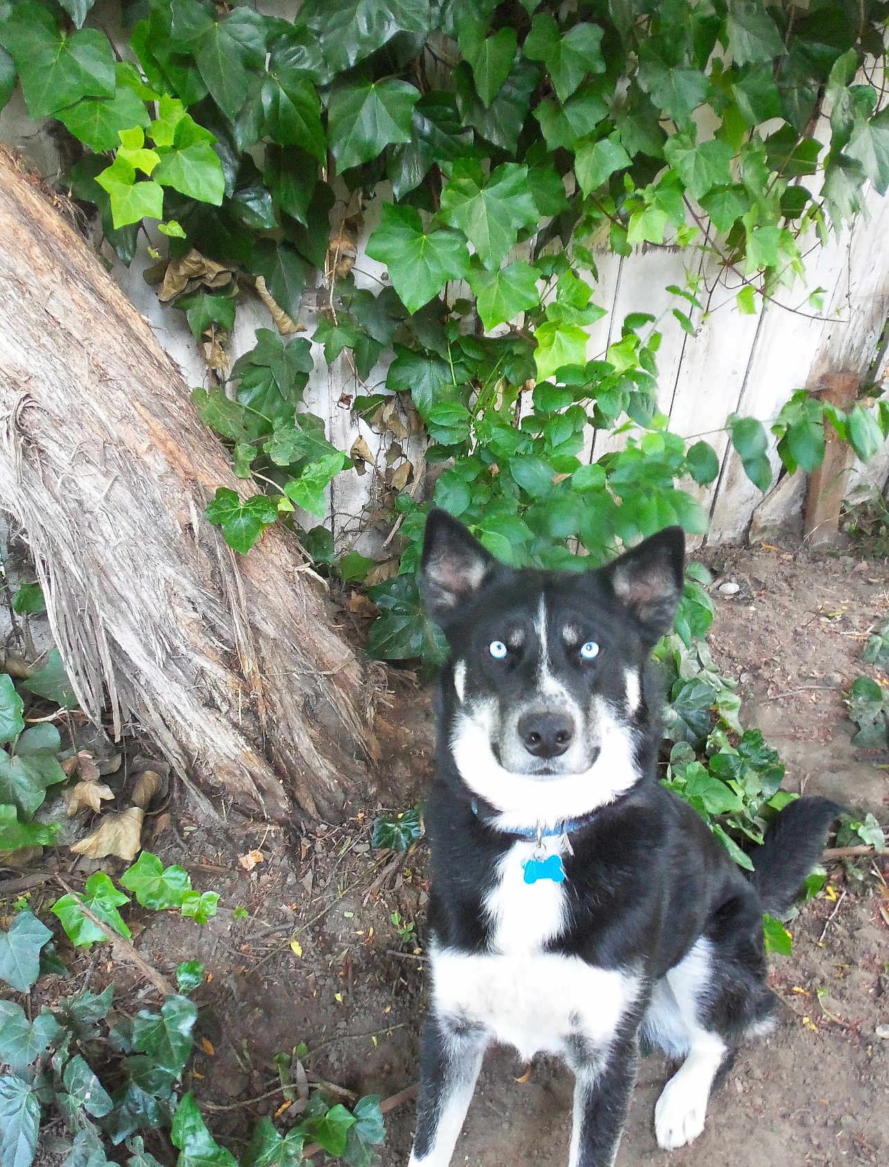 Skar