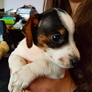 Oréo participe au concours pour gagner de l'argent avec cette photo : brazilian_terrier, carnivoran, companion_dog, danish_swedish_farmdog, dog, dog_breed, dog_breed_group, dog_like_mammal, jack_russell_terrier, miniature_fox_terrier, parson_russell_terrier, pocket_beagle, puppy, rat_terrier, russell_terrier, skin, snout, tenterfield_terrier, toy_fox_terrier, vertebrate