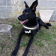 Princesse a rejoint le concours — aidez-le/la à gagner de superbes lots ! australian_kelpie, dog, dog_breed, dog_breed_group, dog_like_mammal, formosan_mountain_dog, karelian_bear_dog, snout