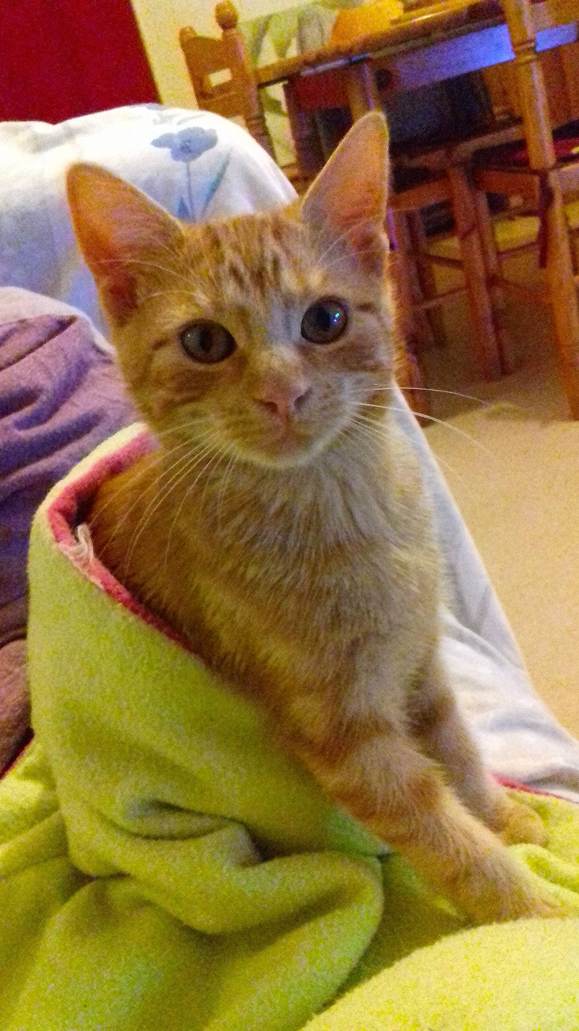 Carotte a rejoint le concours — aidez-le/la à gagner de superbes lots ! aegean_cat, american_shorthair, american_wirehair, asian, australian_mist, carnivoran, cat, cat_like_mammal, domestic_short_haired_cat, dragon_li, european_shorthair, fauna, german_rex, kitten, small_to_medium_sized_cats, snout, tabby_cat, whiskers