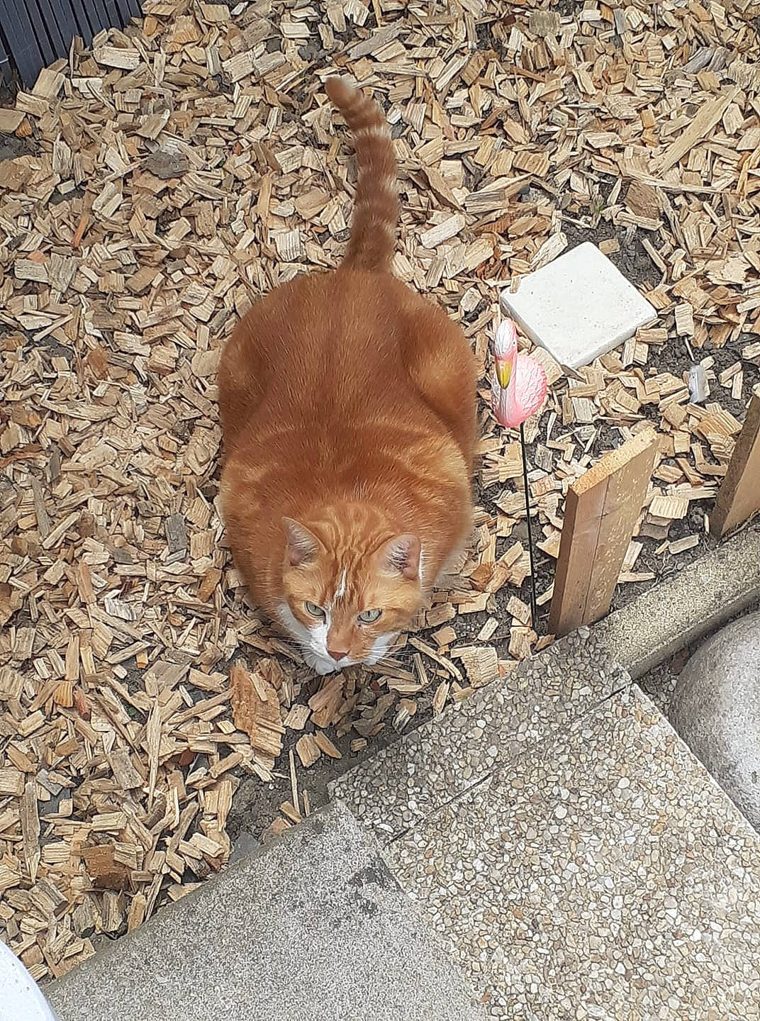 Caramel participe au concours pour gagner de l'argent avec cette photo : aegean_cat, carnivore, cat, domestic_short_haired_cat, european_shorthair, fawn, felidae, flooring, fur, kitten, polydactyl_cat, sand, small_to_medium_sized_cats, tabby_cat, tail, whiskers, wood