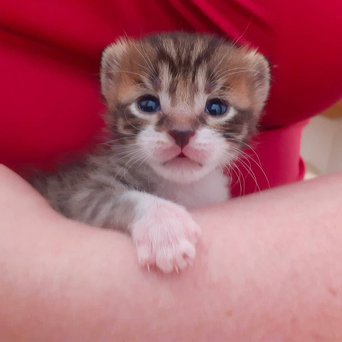 Jéli participe au concours pour gagner de l'argent avec cette photo : american_curl, american_wirehair, asian, australian_mist, carnivore, cat, domestic_short_haired_cat, fawn, felidae, kitten, mammal, munchkin, norwegian_forest_cat, polydactyl_cat, scottish_fold, singapura, skin, small_to_medium_sized_cats, vertebrate, whiskers