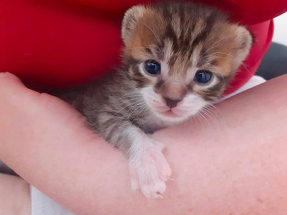 Jéli participe au concours pour gagner de l'argent avec cette photo : aegean_cat, american_curl, american_wirehair, asian, australian_mist, carnivore, cat, domestic_short_haired_cat, european_shorthair, felidae, kitten, mammal, munchkin, pixie_bob, polydactyl_cat, skin, small_to_medium_sized_cats, tabby_cat, vertebrate, whiskers