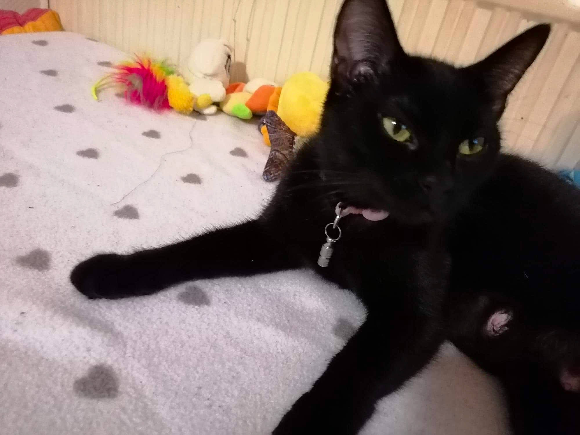 Clochette participe au concours pour gagner de l'argent avec cette photo : asian, black, black_cat, bombay, burmese, carnivore, cat, domestic_short_haired_cat, eye, felidae, german_rex, havana_brown, kitten, mammal, paw, polydactyl_cat, small_to_medium_sized_cats, tail, vertebrate, whiskers