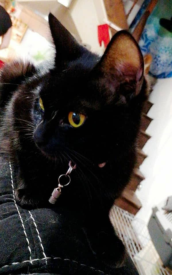 Clochette participe au concours pour gagner de l'argent avec cette photo : asian, black, black_cat, bombay, carnivore, cat, claw, domestic_short_haired_cat, ear, eye, felidae, fur, kitten, mammal, small_to_medium_sized_cats, snout, whiskers