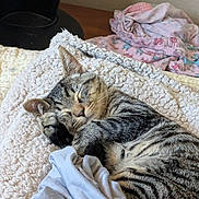 James joined the competition — help win amazing prizes! animal, bed, blanket, cat, comfort, cozy, cute, domestic, feline, fur, indoor, napping, pet, relaxed, resting, sheet, sleeping, soft, striped, tabby