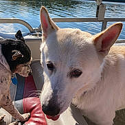 Poppy is registered to the contest to win money with this photo: dog, white_dog, black_and_white_dog, boat, lake, water, forest, outdoor, sunlight, fur, pet, animal, nature, summer, daytime, seat, curious, tongue_out, relaxing, canine