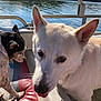 dog, white_dog, black_and_white_dog, boat, lake, water, forest, outdoor, sunlight, fur, pet, animal, nature, summer, daytime, seat, curious, tongue_out, relaxing, canine