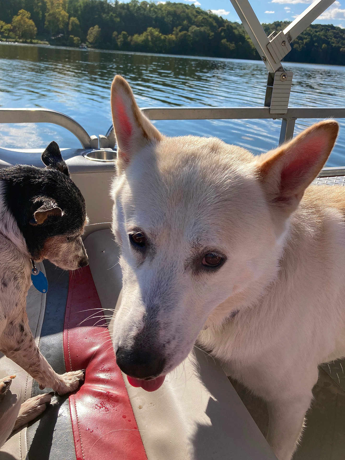 Poppy is registered to the contest to win money with this photo: dog, white_dog, black_and_white_dog, boat, lake, water, forest, outdoor, sunlight, fur, pet, animal, nature, summer, daytime, seat, curious, tongue_out, relaxing, canine