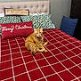 cat, orange_tabby, bed, pillow, christmas, holiday_decor, red_bedspread, checkered_pattern, green_pillow, bedroom, furniture, headboard, drape, resting_cat, domestic_cat, indoor, cozy, feline, tabby, decor