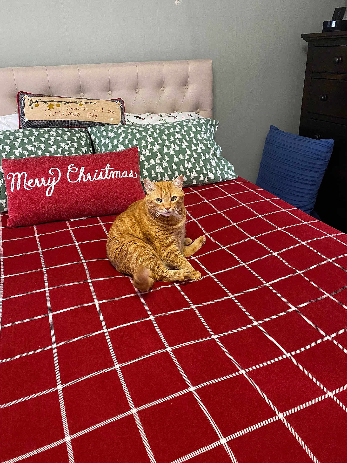 Tyson joined the competition — help win amazing prizes! cat, orange_tabby, bed, pillow, christmas, holiday_decor, red_bedspread, checkered_pattern, green_pillow, bedroom, furniture, headboard, drape, resting_cat, domestic_cat, indoor, cozy, feline, tabby, decor