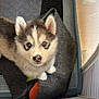 puppy, husky, blue_eyes, cute, pet, animal, indoors, playpen, toy, fur, young_dog, looking_up, soft_light, floor_mat, pet_bed, small_dog, adorable, companion, domestic_animal, canine