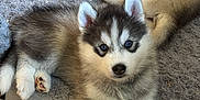 Alfi participe au concours pour gagner de l'argent avec cette photo : puppy, husky, blue_eyes, dog, pet, cute, fluffy, toy, carrot_plush, rope_toy, blanket, cozy, indoor, relaxed, fur, young_animal, animal, lying_down, playful, soft