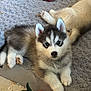 puppy, husky, blue_eyes, dog, pet, cute, fluffy, toy, carrot_plush, rope_toy, blanket, cozy, indoor, relaxed, fur, young_animal, animal, lying_down, playful, soft