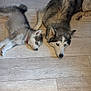dog, puppy, husky, sleeping, floor, indoor, pet, animal, canine, fur, laying_down, resting, companion, cute, domestic, mammal, two_animals, relaxation, cozy, home
