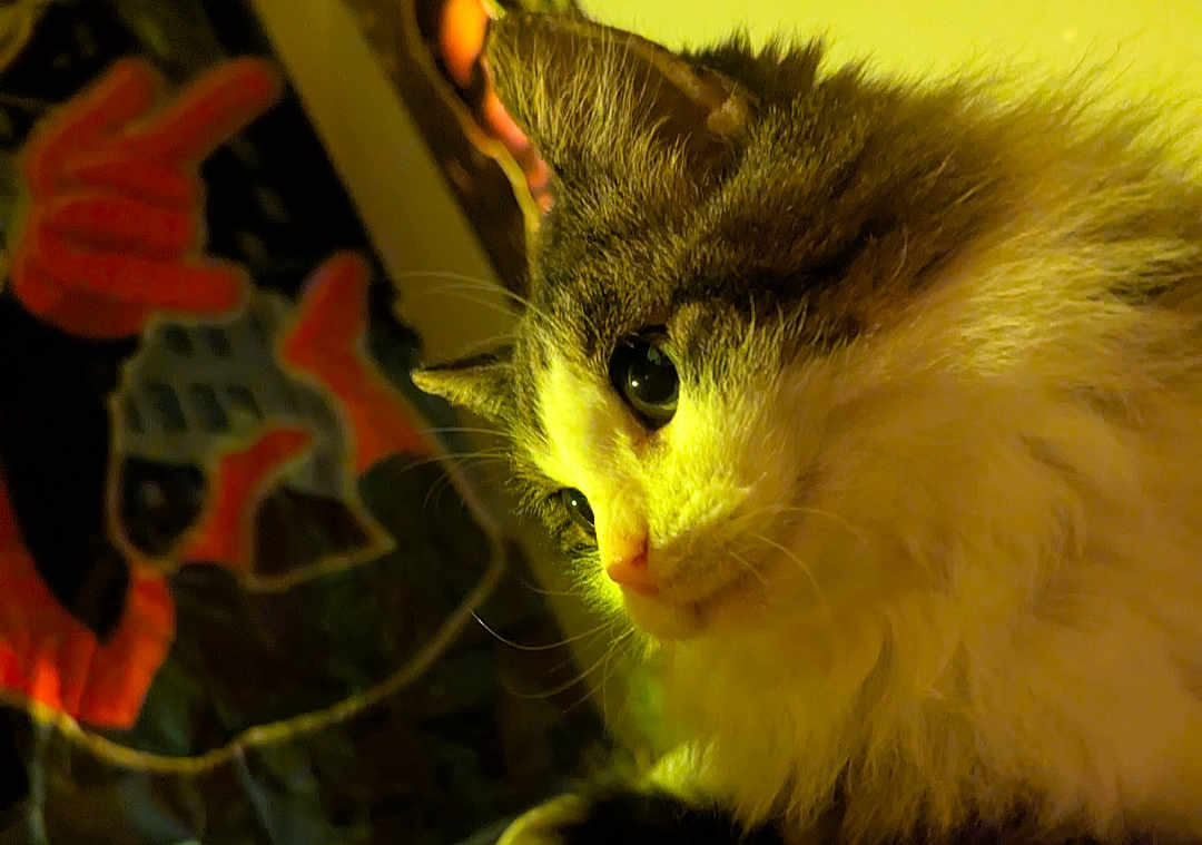 Kiggy