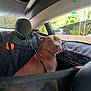 Ace joined the competition — help win amazing prizes! dog, car_interior, harness, seat, window, trees, daylight, restraint, pet, animal, road, safety, calm, brown_dog, vehicle, travel, leash, backseat, sunlight, roadside