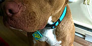Ace joined the competition — help win amazing prizes! dog, brown_dog, indoor, wooden_floor, collar, pet_tag, curious, sitting, canine, animal, mammal, household, flooring, wall, electrical_outlet, domestic_animal, close_up, portrait, four_legs, ears