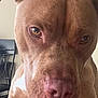 Ace is registered to the contest to win money with this photo: dog, brown_dog, closeup, pet, canine, indoor, sofa, resting, face, ears, eyes, nose, fur, animal, domestic_animal, portrait, looking, expression, home, furniture