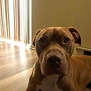 Ace is registered to the contest to win money with this photo: dog, brown_dog, indoor, floor, wooden_floor, pet, animal, portrait, closeup, light, shadow, blinds, window_light, canine, resting, white_patch, ears, face, snout, relaxed