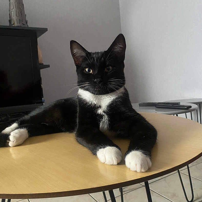 Tokyo participe au concours pour gagner de l'argent avec cette photo : animal, black_and_white_cat, calm, cat, cozy, ears, floor_tiles, furniture, indoor, living_room, looking, modern, paws, pet, relaxed, remote_control, sitting, table, vase, whiskers