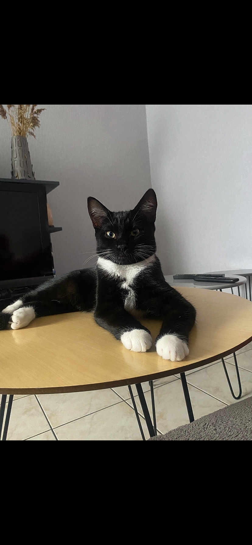 Tokyo participe au concours pour gagner de l'argent avec cette photo : cat, black_and_white_cat, table, living_room, furniture, pet, animal, floor_tiles, vase, remote_control, modern, indoor, relaxed, whiskers, paws, ears, sitting, looking, calm, cozy