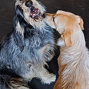Tina Et Gaby participe au concours pour gagner de l'argent avec cette photo : dog, two_dogs, playful, affection, shaggy_fur, black_and_gray, light_brown, pet, animal, canine, sniffing, close_up, indoor, floor, fur_texture, friendly, companion, cute, interaction, muzzle