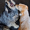dog, two_dogs, playful, affection, shaggy_fur, black_and_gray, light_brown, pet, animal, canine, sniffing, close_up, indoor, floor, fur_texture, friendly, companion, cute, interaction, muzzle