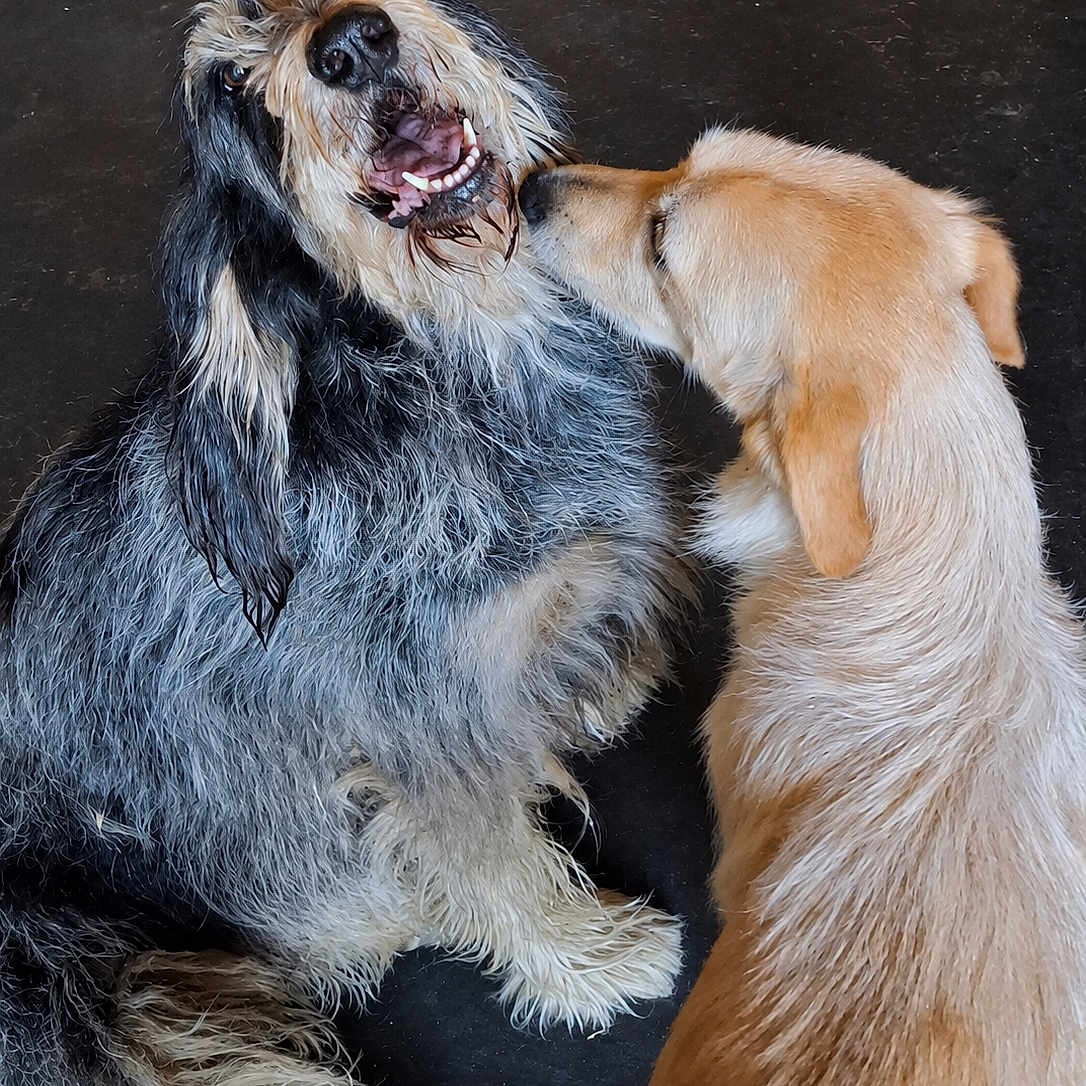 Tina Et Gaby participe au concours pour gagner de l'argent avec cette photo : dog, two_dogs, playful, affection, shaggy_fur, black_and_gray, light_brown, pet, animal, canine, sniffing, close_up, indoor, floor, fur_texture, friendly, companion, cute, interaction, muzzle