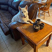 Eskimo joined the competition — help win amazing prizes! dog, white_dog, leather_couch, coffee_table, pottery, living_room, wooden_chairs, dining_table, tiled_floor, indoor, furniture, pet, canine, collar, relaxed, home, cozy, natural_light, decor, household