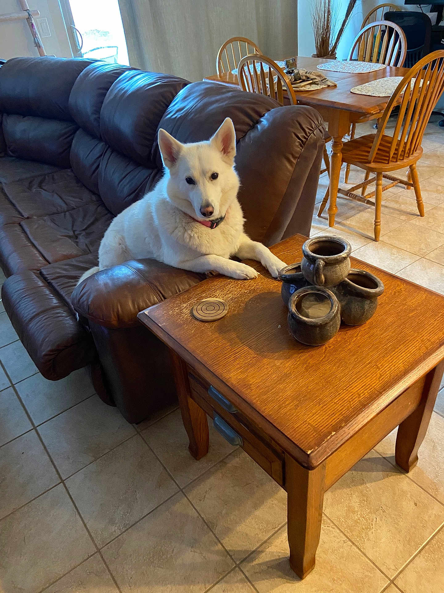Eskimo joined the competition — help win amazing prizes! dog, white_dog, leather_couch, coffee_table, pottery, living_room, wooden_chairs, dining_table, tiled_floor, indoor, furniture, pet, canine, collar, relaxed, home, cozy, natural_light, decor, household