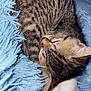 kitten, cat, sleeping, tabby, furry, cozy, blanket, blue_blanket, pink_bedding, white_bedding, fur, pet, animal, cute, resting, indoor, soft, small, domestic_cat, young