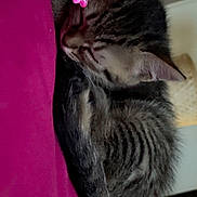 Nala a rejoint le concours — aidez-le/la à gagner de superbes lots ! kitten, tabby, sleeping, flower_sticker, pink, blanket, fur, pet, cute, resting, animal, indoor, cozy, closeup, whiskers, ears, peaceful, soft, young, adorable