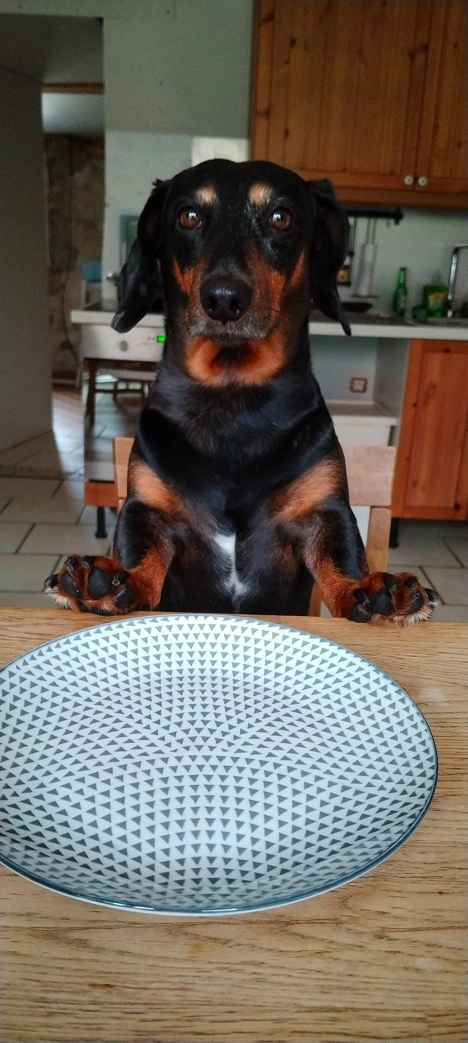 Léon a rejoint le concours — aidez-le/la à gagner de superbes lots ! audio_equipment, cabinetry, carnivore, circle, companion_dog, cupboard, dog, dog_breed, drawer, flooring, hardwood, hound, liver, montenegrin_mountain_hound, pet_supply, snout, sporting_group, terrestrial_animal, working_animal, working_dog