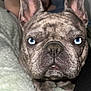 Tuk is registered to the contest to win money with this photo: bed, bedroom, blanket, blue_eyes, brindle, close_up, cute, dog, ears, flash_photo, french_bulldog, indoor, nose, paw, person, pet, portrait, sleeping, staring, whiskers